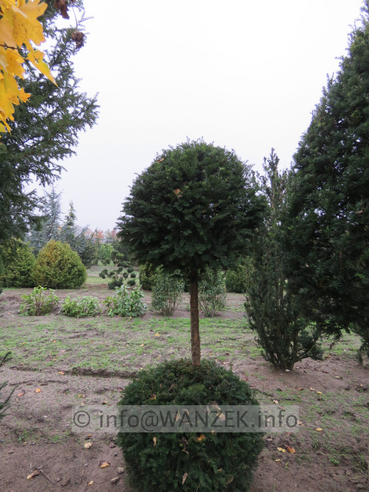 Taxus baccata 09 Kugelstamm.JPG